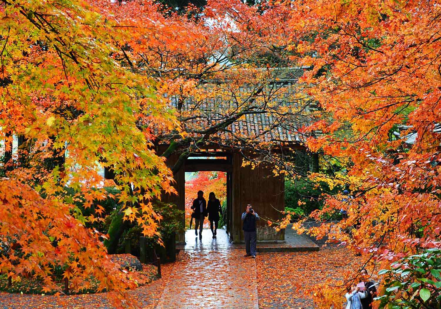 ブログ 福岡 デイサービスセンター 和 なごみ 大興善寺の紅葉